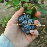 Голубика ТОРО ("Toro", США) (КРУПНОМЕР! ОГРОМНЫЙ КУСТ, В ПЛОДОНОШЕНИЕ ВСТУПАЕТ НА СЛЕДУЮЩИЙ ГОД ПОСЛЕ ПОСАДКИ Голубика ТОРО ("Toro", США) (КРУПНОМЕР! ОГРОМНЫЙ КУСТ, В ПЛОДОНОШЕНИЕ ВСТУПАЕТ НА СЛЕДУЮЩИЙ ГОД ПОСЛЕ ПОСАДКИ